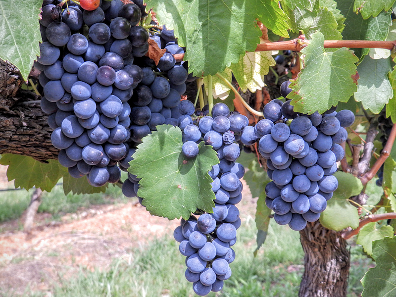 Grapes almost ready for harvest in the Hunter Valley (Australia 2016)